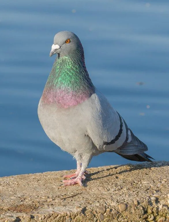 Feral Pigeon